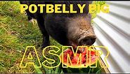 Pet PIG eats a Watermelon! ASMR / chewing / lip smacking sounds