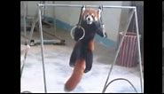 Adorable Red Panda Funny Supercut Compilation