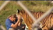 Man Plays With Tiger: Caught on Tape - Zookeeper Swims With Bengal Tiger