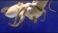 Hand Feeding an Octopus
