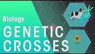 What are Mendel and Genetic Crosses | Genetics | Biology | FuseSchool