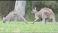 Australian Wildlife: Courting Kangaroos
