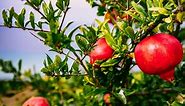 How To Grow Pomegranates - Bunnings Australia