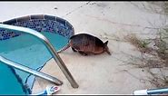 armadillo went for a swim in our pool the other day...