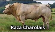 La raza de ganado Charolais. HISTORIA Y CARACTERÍSTICAS