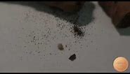 Tobacco Beetles