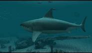 Sharks - Great White 3D Screensaver