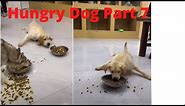 hungry dog part 7