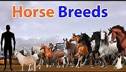 Horse Breeds Size Comparison 2022 | Horses sound Listen 2022 | Learn Horse Dimension 2022 | Species