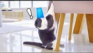 Funniest Cup Prank On Cats!