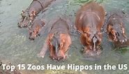 What Zoos Have Hippos in the US [Top 15 Zoos]