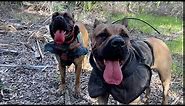Wild Hog / Boar hunt with dogs (Cane Corso catch dogs)