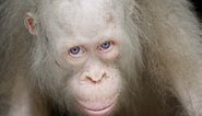 Albino Orangutan - Rare Species