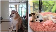 Is Kabosu still alive? Death of viral meme dog Cheems explained
