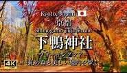 Shimogamo Shrine, a World Heritage Site in Kyoto, Japan | Beautiful Forest and Autumn Leaves [4K]