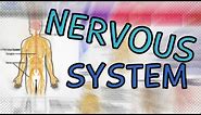 The Nervous System EXPLAINED IN 4 MINUTES - CENTRAL VS PERIPHERAL | SOMATIC VS AUTONOMIC