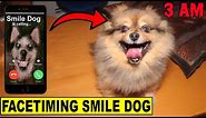 (MY DOG TURNED INTO SMILE DOG!!) Facetiming Smile Dog at 3 AM GONE WRONG!!