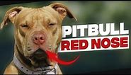 Red Nose Pitbull | Thing You Need To Know Before Getting One
