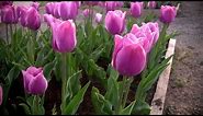 How to Grow Tulips | At Home With P. Allen Smith