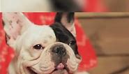 French Bulldog Ears The Controversial History of the Bat Ear