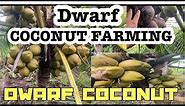 Dwarf Coconut Tree. Tacunan Dwarf Coconut Farming