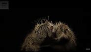 Largest Jumping Spider In The World | BBC Earth