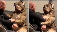 Gigantic bulldog shows how gentle dog he really is #shorts