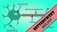 Action Potential Explained - The Neuron