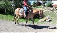 Brody - Dun Quarter type mule for sale by Coyote Mule Company