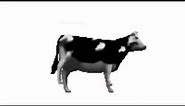 Dancing Polish Cow | Dancing for 1 Hour Version.