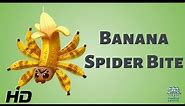 "Deadly Encounters: Unveiling the Truth About Banana Spider's Bite