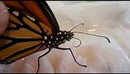 Monarch Butterfly Using It's Proboscis