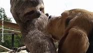 Rescued Sloth Cuddles Beagle Friend