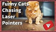 Funny Cats Chasing Laser Pointers [2017] (TOP 10 VIDEOS)