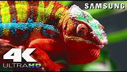 4K Ultra HD | SAMSUNG UHD Demo: Nature in 4K