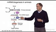 David Bartel (Whitehead Institute/MIT/HHMI) Part 1: MicroRNAs: Introduction to MicroRNAs