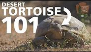 Desert Tortoise 101 - Everything You Need To Know