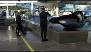 SeaWorld killer whale Tilikum dead
