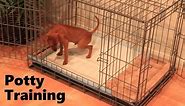 Potty Training Puppy Apartment - Official Full Video - How To Potty Train A Puppy Fast & Easy