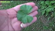 ⟹ Common mallow | Malva neglecta | Another great plant to know about