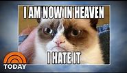 Grumpy Cat: World Bids Farewell To Meme Sensation | TODAY