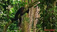 Amazing Bonobo Mating Like Human - video Dailymotion