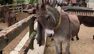 How cool is this donkey back... - The Donkey Sanctuary