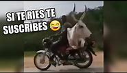 Los Mejores VIDEO MEMES RANDOM DE INTERNET #16, Si Te Ries Pierdes, Try Not To Laugh, Funny Memes