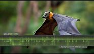 Flying Fox (Fruit Bat) Sounds - The shrieking calls of flying foxes at night in the Australian bush