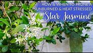How & When To Prune A Sunburned Star Jasmine (Confederate Jasmine) Vine / Joy Us Garden