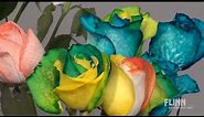 How to Make Rainbow Roses
