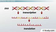 Introns & Exons | RNA Splicing & Processing