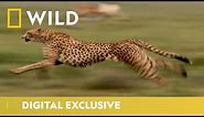 World's Fastest Land Animal | Cheetah Facts | National Geographic Wild UK