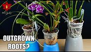 Orchid roots growing outside of the pot! - What I do when repotting